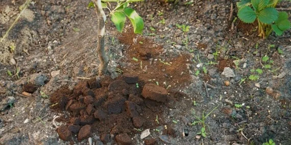 İlginç bir araştırma ; eski Kahve Artıkları Tarım İlaçlarını Temizleyebilir işte detaylar