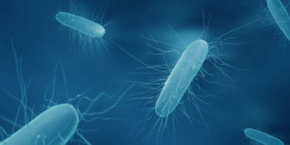 ABD’de ‘listeria’ bakterisi alarmı: 9 kişi öldü