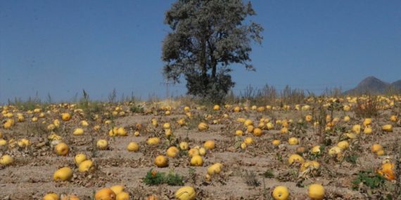 Ankara’da 50 Kilogramlık Kabak Görenleri Şaşırtıyor