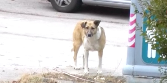 Ankara’da mahallelinin başıboş köpek sürüsü isyanı