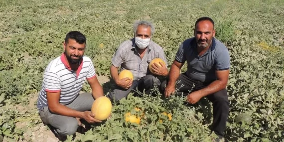 Polatlı Kavunu Yazın Vazgeçilmezi