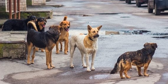 Ankara’da  Sokak Köpeği saldırısına uğrayan çocuk yaralandı