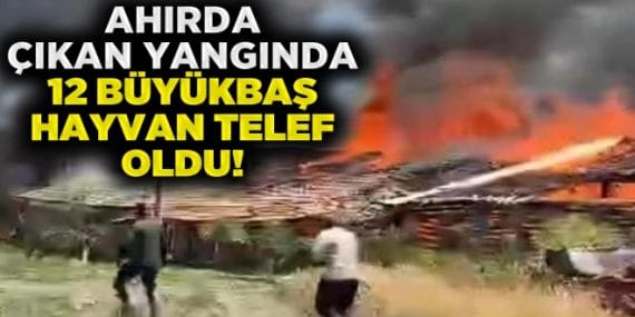 Ankara’nın Çubuk ilçesinde bir ahırda çıkan yangında 12 büyükbaş hayvan telef oldu