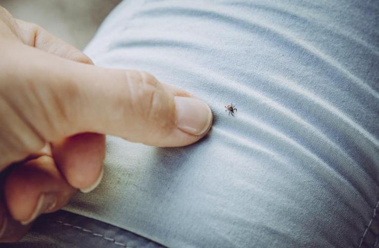 Babesiosis Nedir?