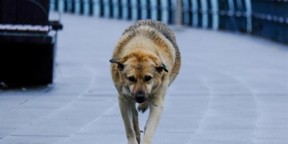 Sahipsiz Köpek Saldırısında Belediye ve Valilik Kusurlu Bulundu: Tazminat Kararı